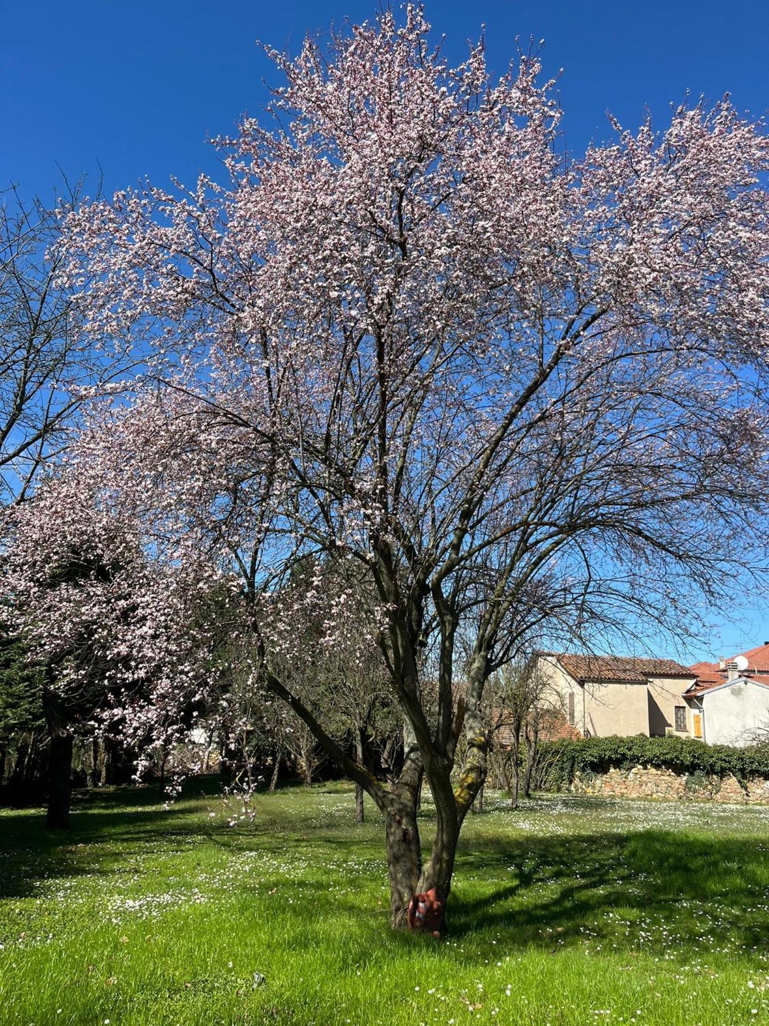 B&B Villa Degli Aceri Carcare Kültér fotó